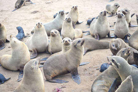 Seals at Cape Cross, Namibia