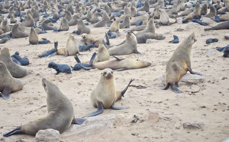Seals at Cape Cross, Namibiaの写真素材