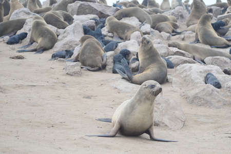 Seals at Cape Cross, Namibia