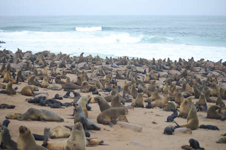 Seals at Cape Cross, Namibiaの写真素材