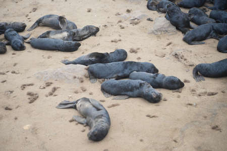 Seals at Cape Cross, Namibiaの写真素材