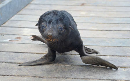 Baby seal at Cape Cross in Namibiaの写真素材