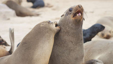 Seals at Cape Cross, Namibiaの写真素材