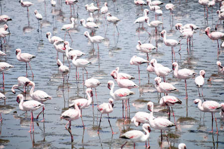 Colony of flamingoes near Walvis in Namibiaの写真素材