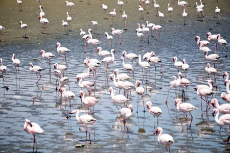 Colony of flamingoes near Walvis in Namibiaの写真素材
