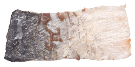fish skin isolated on white background