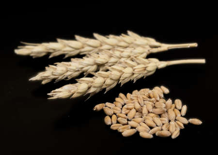 wheat ears and grain on black background