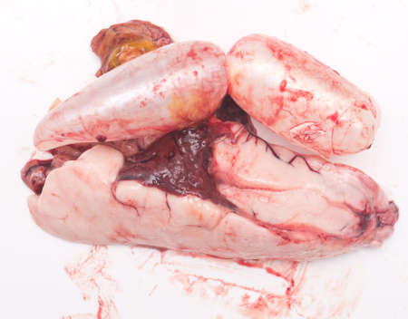 fresh fish guts with bloodの写真素材