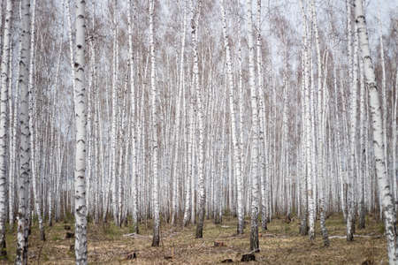 birch forestの写真素材