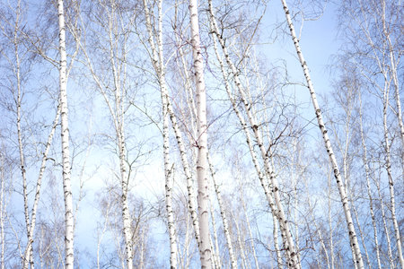 birch forestの写真素材