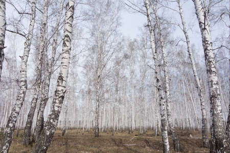 birch forestの写真素材