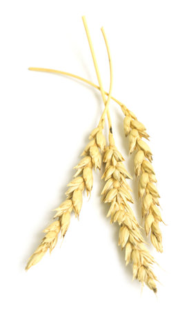 wheat ears isolated on white backgroundの写真素材
