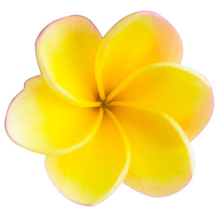 frangipani flower isolated on white backgroundの写真素材