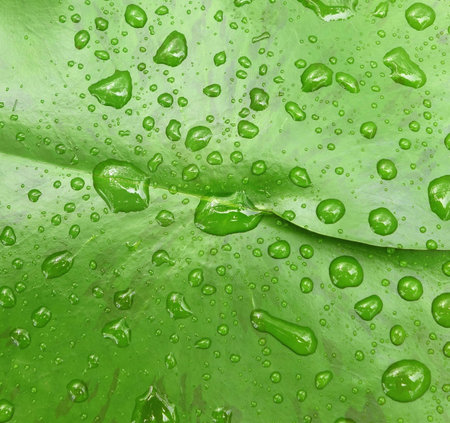green leaf with water drops