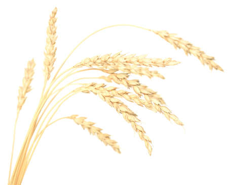 wheat isolated on white