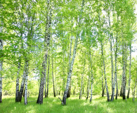 birch forestの写真素材