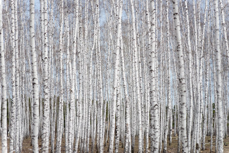 birch forestの写真素材