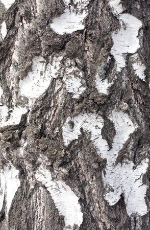 birch bark background