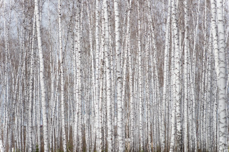 birch forestの写真素材