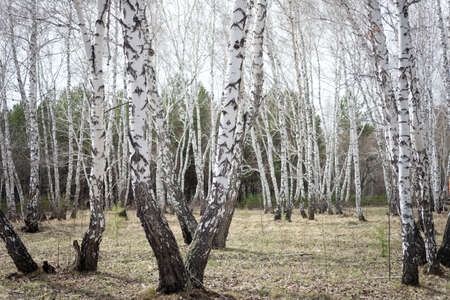 birch forestの写真素材