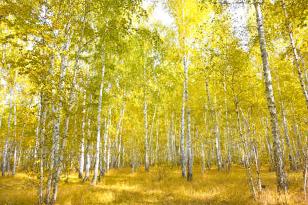 autumn birch forestの写真素材