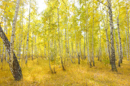 autumn birch forestの写真素材