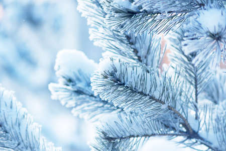 Pine tree covered with snow. Christmas winter backgroundの写真素材