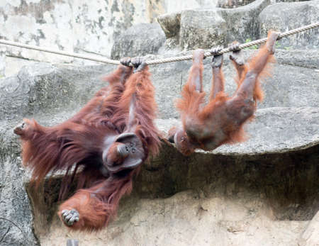 Pair of orangutangs on a ropeの写真素材
