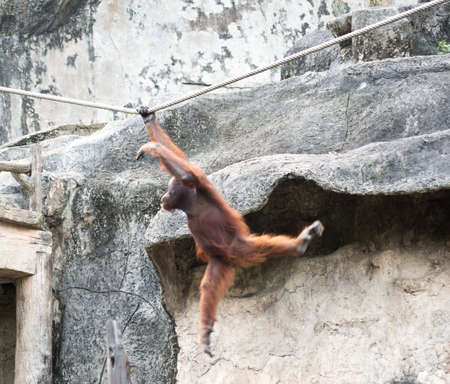Orangutang on a ropeの写真素材