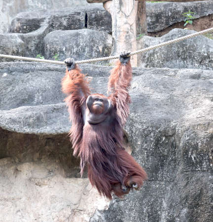 Orangutang on a ropeの写真素材
