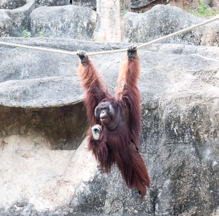 Male of an orangutang on a ropeの写真素材