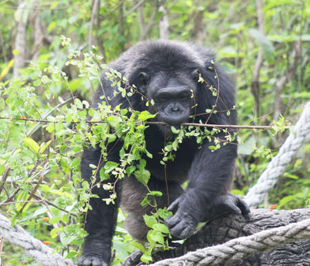 Gorilla in the Zoo