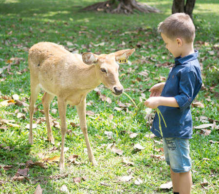 Baby feeding deer in the contact Zooの写真素材