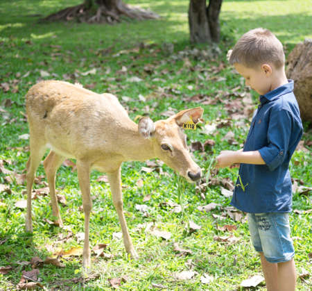 Baby feeding deer in the Zooの写真素材