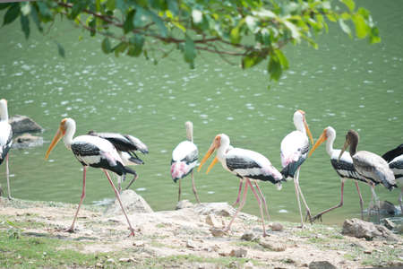 Painted storks near lakeの写真素材