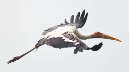 Flying painted storkの写真素材