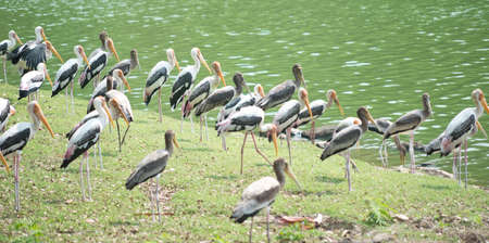 Painted storks near lakeの写真素材