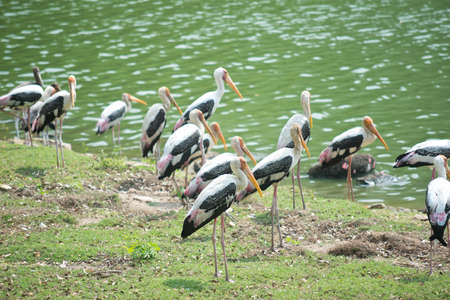 Painted storks near lakeの写真素材