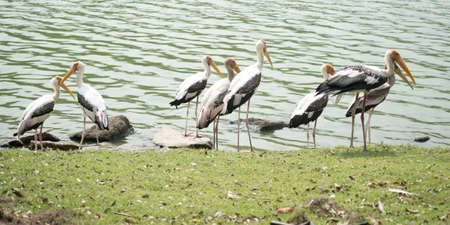 Painted storks near lakeの写真素材