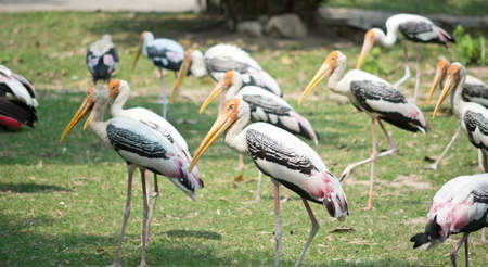 Painted storks in the parkの写真素材