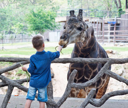 Little boy  feeding giraffe in the zoo.の写真素材