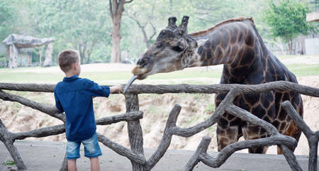 Boy  feeding giraffe in the Zoo.の写真素材