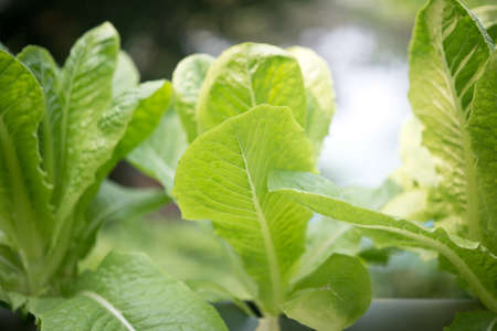 Green leaves growing in pipeの写真素材