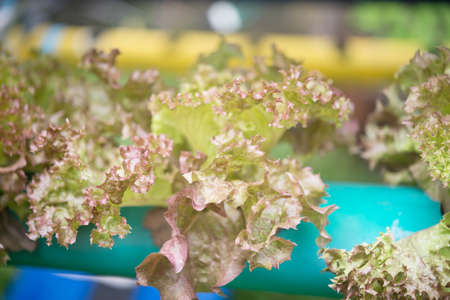 Lettuces growing in pipeの写真素材