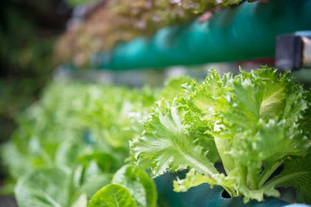 Fresh lettuce growing in pipeの写真素材