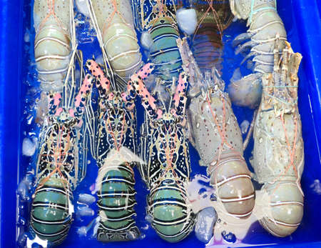 Fresh raw lobsters in the marketの写真素材