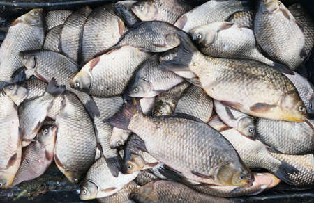 Pile of fresh fishの写真素材