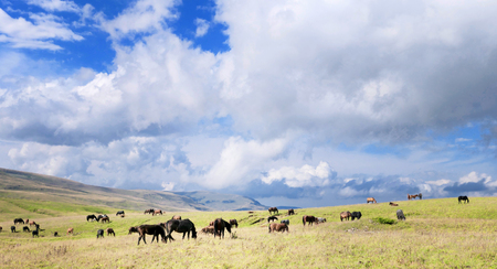 Horse herd on the pasture
