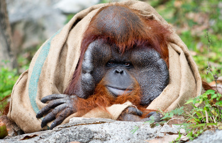 Portrait of big male orangutanの写真素材