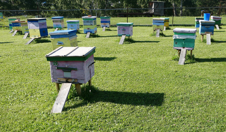 Group of hives on green grass